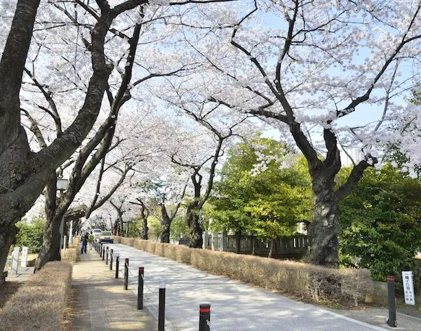 東京景點/東京必去 16：青山墓地